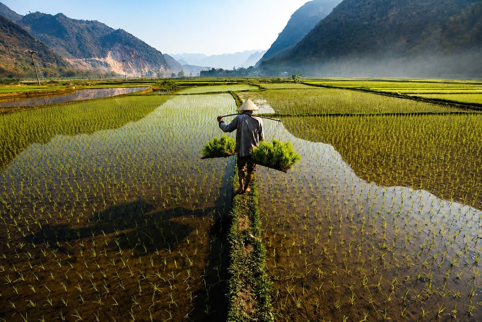 A farmer carrying rice seedlings across a flooded paddy field between mountains at sunrise, Vietnam